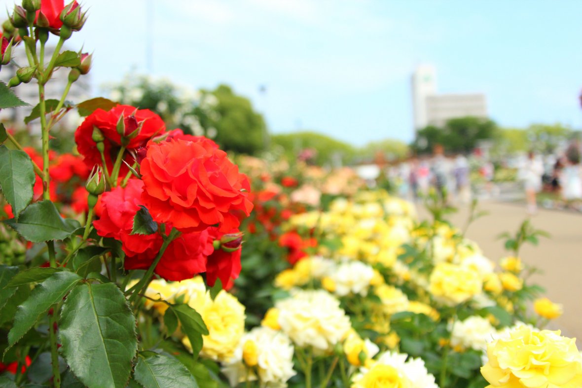 福山ばら祭22 と 日本遺産 鞆の浦散策 宇和島自動車
